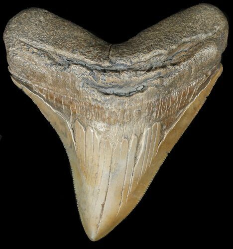 Serrated, Tan, Megalodon Tooth - South Carolina #45950